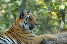 tiger side